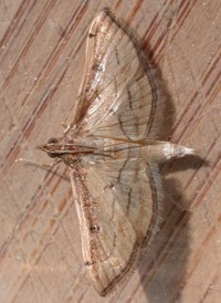 Trapeze Moth
